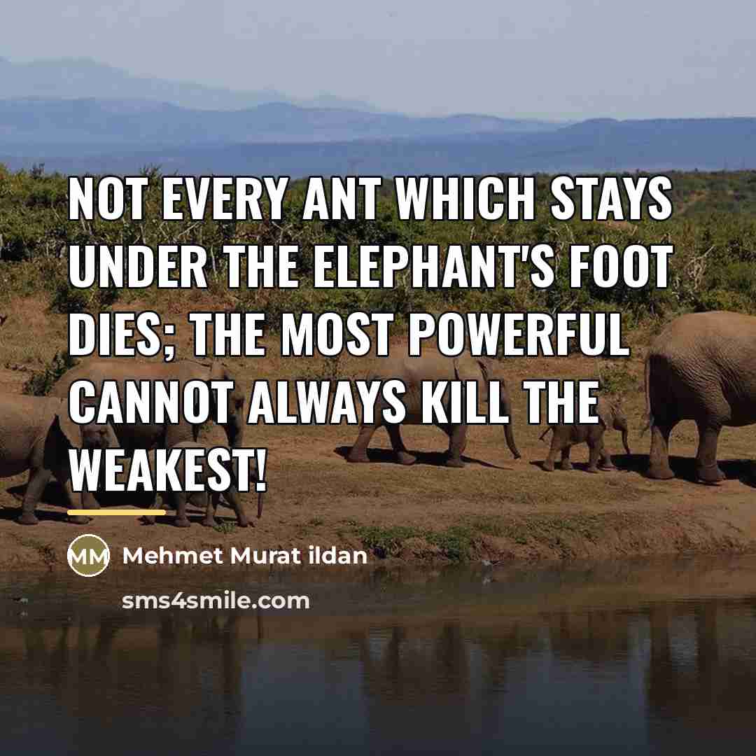 “Not every ant which stays under the elephant's foot dies;…” quote by Mehmet Murat Ildan