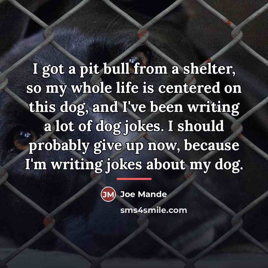“I got a pit bull from a shelter, so my…” quote by Joe Mande