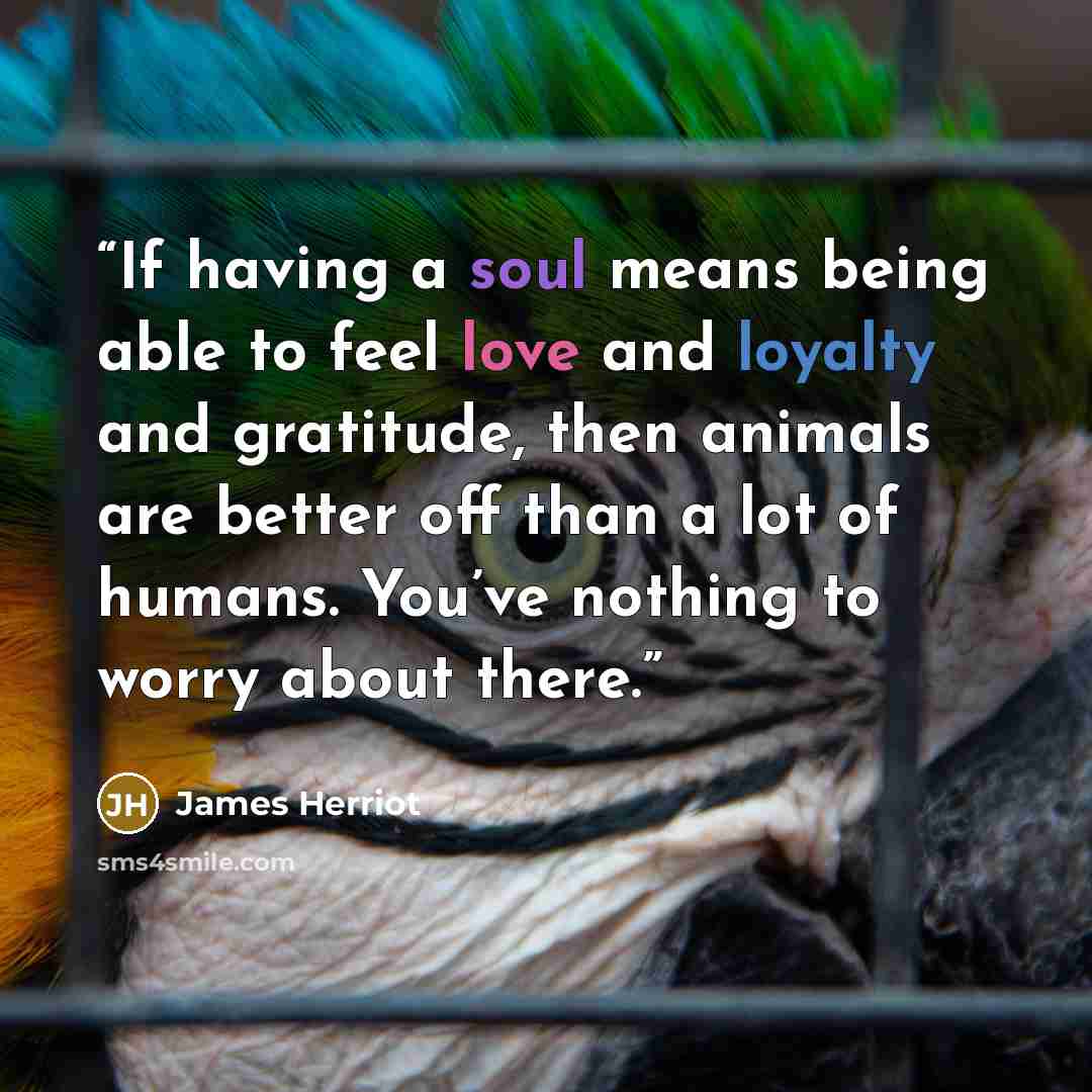 “If having a soul means being able to feel love and loyalty and gratitude, then animals are better off than a lot of humans. You’ve nothing to worry about there.” quote by James Herriot