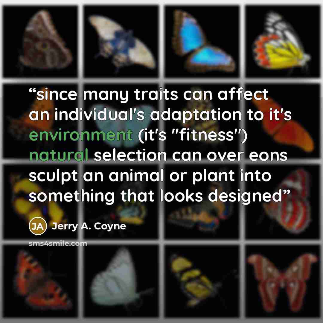 “since many traits can affect an individual's adaptation to it's environment (it's "fitness") natural selection can over eons sculpt an animal or plant into something that looks designed” quote by Jerry A. Coyne