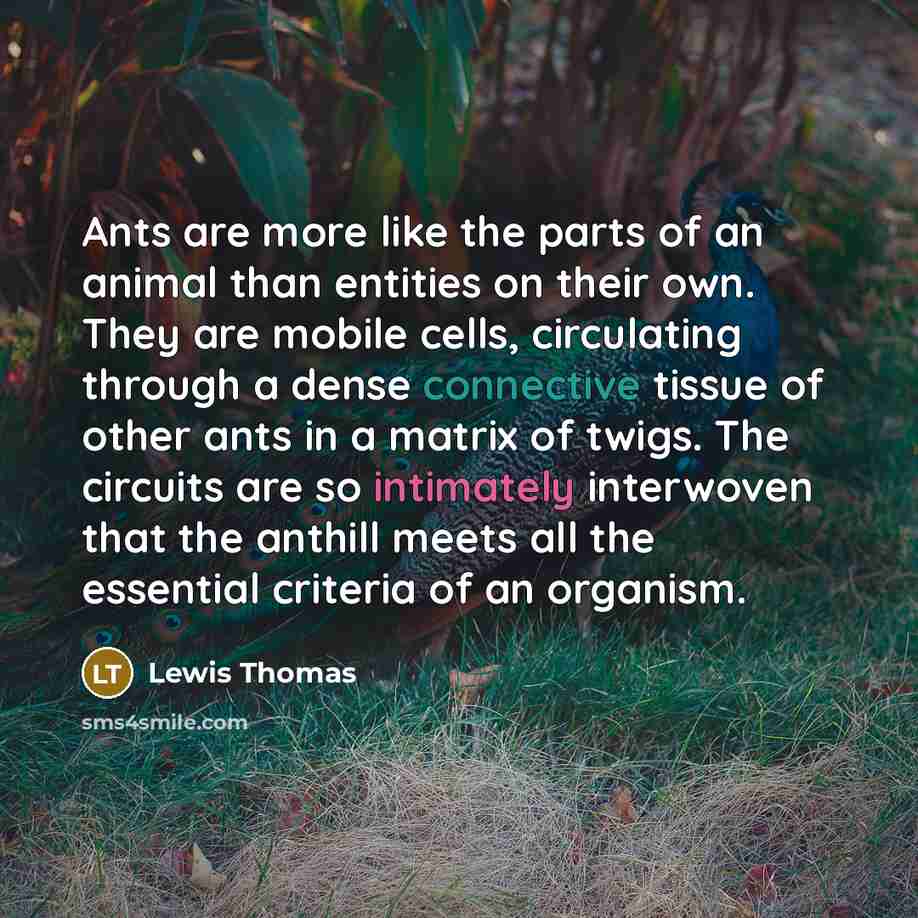 “Ants are more like the parts of an animal than…” quote by Lewis Thomas