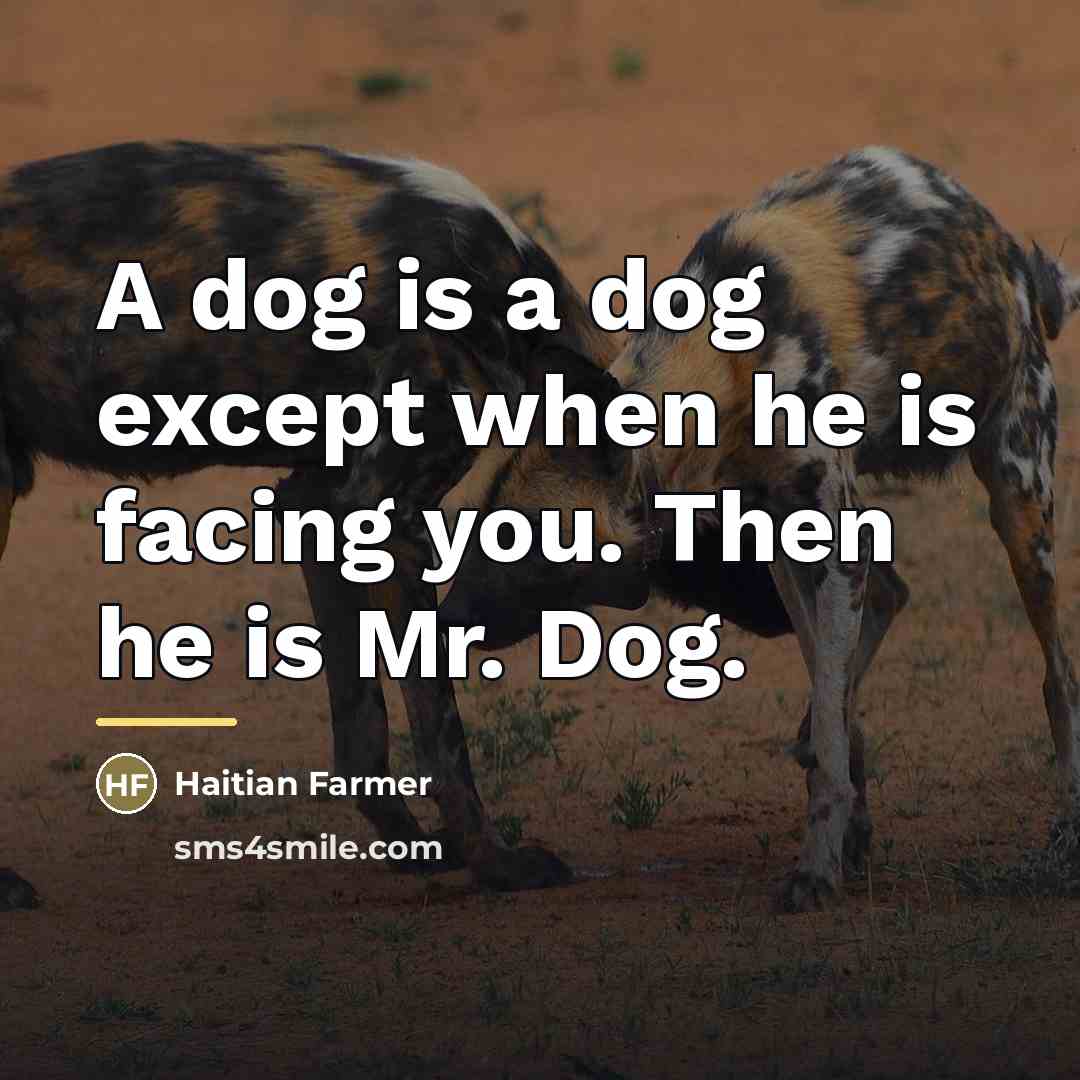 “A dog is a dog except when he is facing…” quote by Haitian Farmer