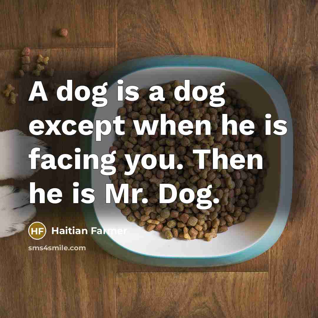 “A dog is a dog except when he is facing you. Then he is Mr. Dog.” quote by Haitian Farmer