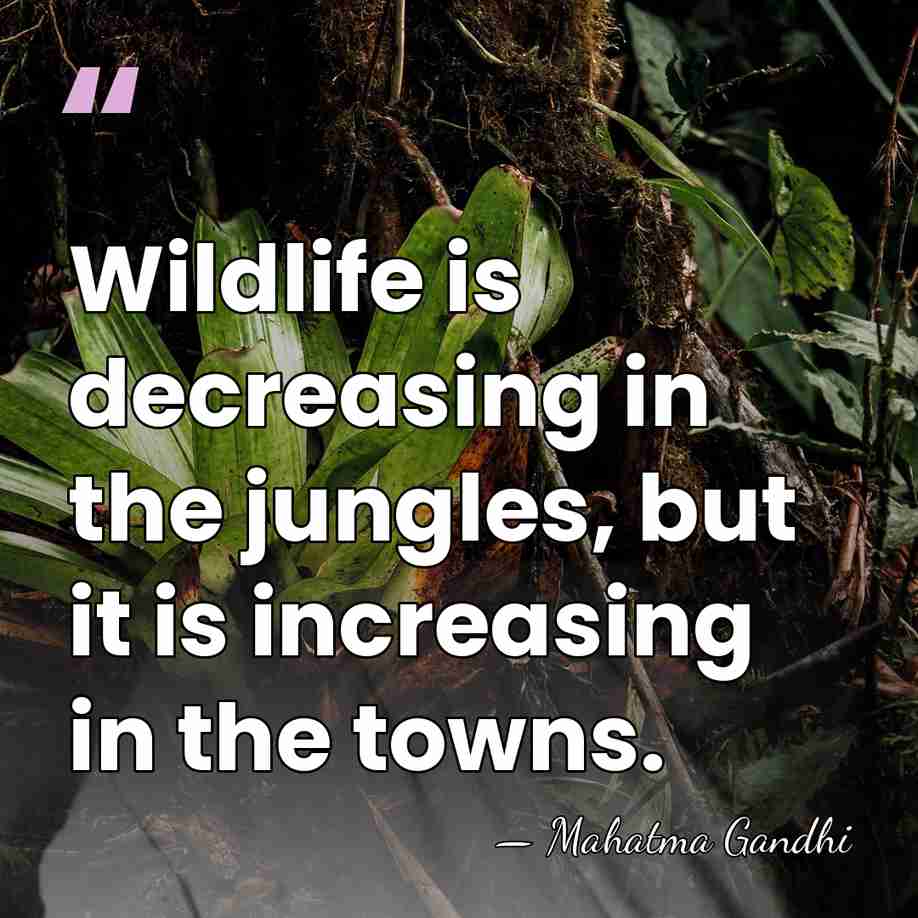Wildlife is decreasing in the jungles, but it is increasing in the&hellip; - Mahatma Gandhi