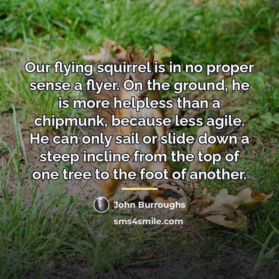 “Our flying squirrel is in no proper sense a flyer.…” quote by John Burroughs