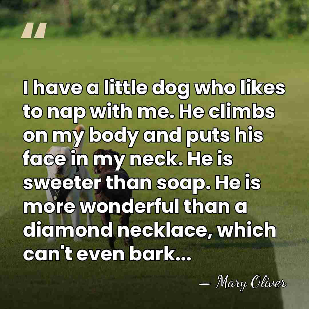 I have a little dog who likes to nap with me. He&hellip; - Mary Oliver