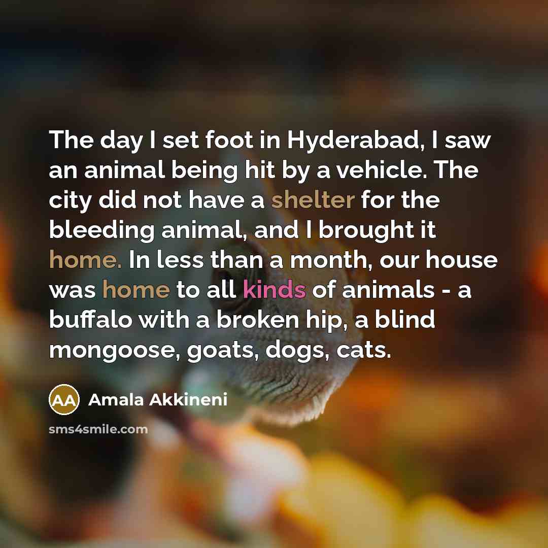 “The day I set foot in Hyderabad, I saw an animal being hit by a vehicle. The city did not have a shelter for the bleeding animal, and I brought it home. In less than a month, our house was home to all kinds of animals - a buffalo with a broken hip, a blind mongoose, goats, dogs, cats.” quote by Amala Akkineni