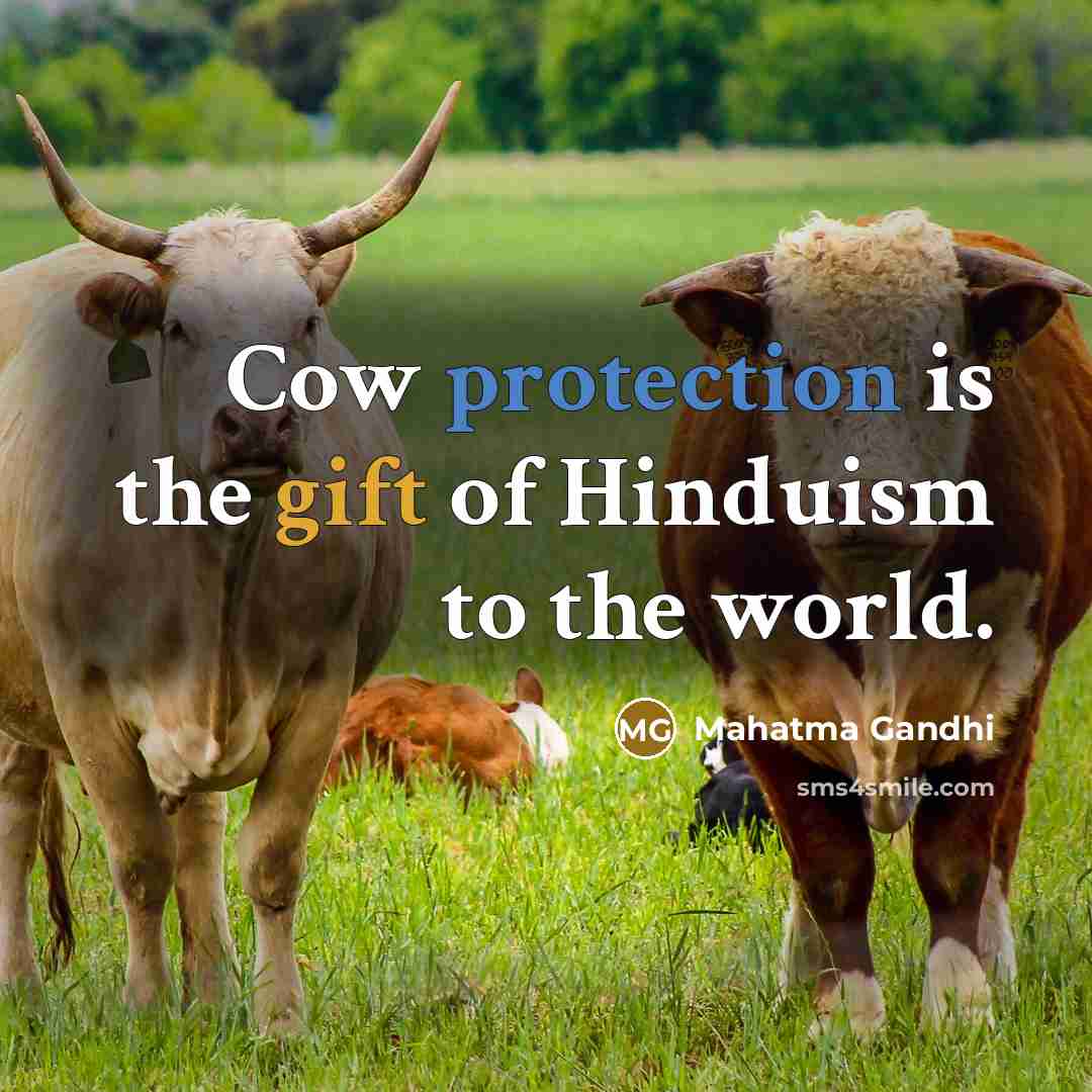 “Cow protection is the gift of Hinduism to the world.…” quote by Mahatma Gandhi