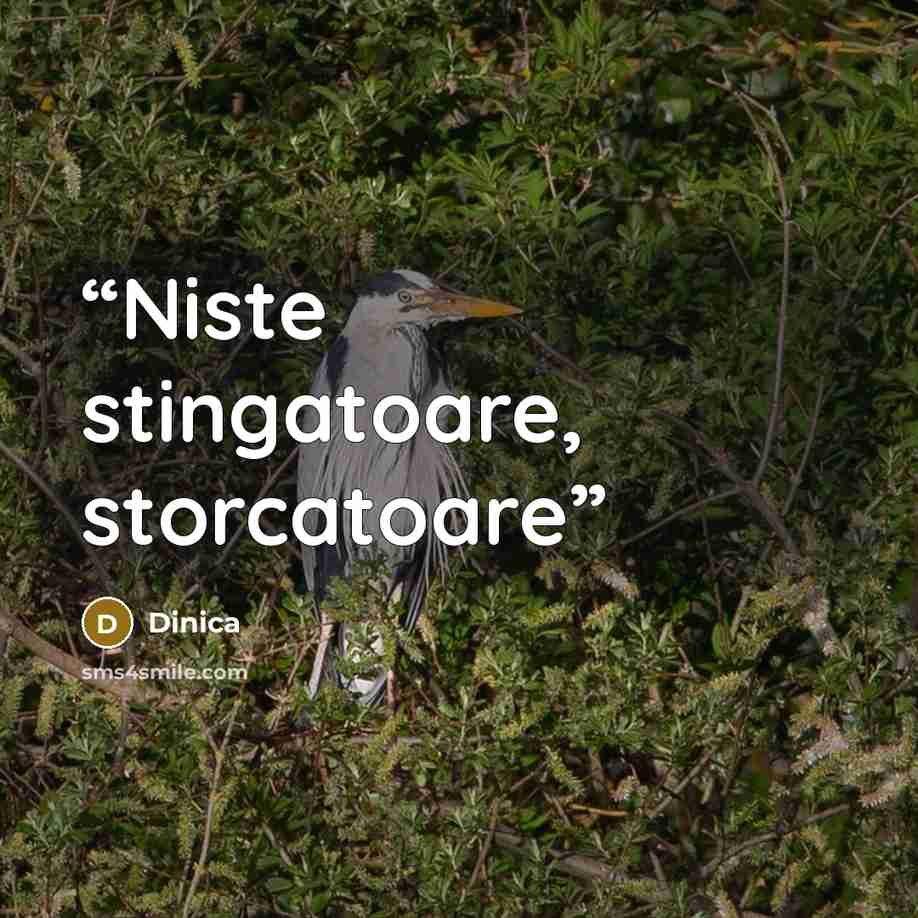 “Niste stingatoare, storcatoare” quote by Dinica