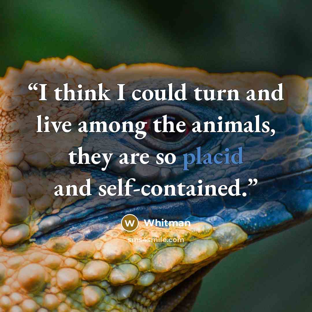 “I think I could turn and live among the animals, they are so placid and self-contained.” quote by Whitman