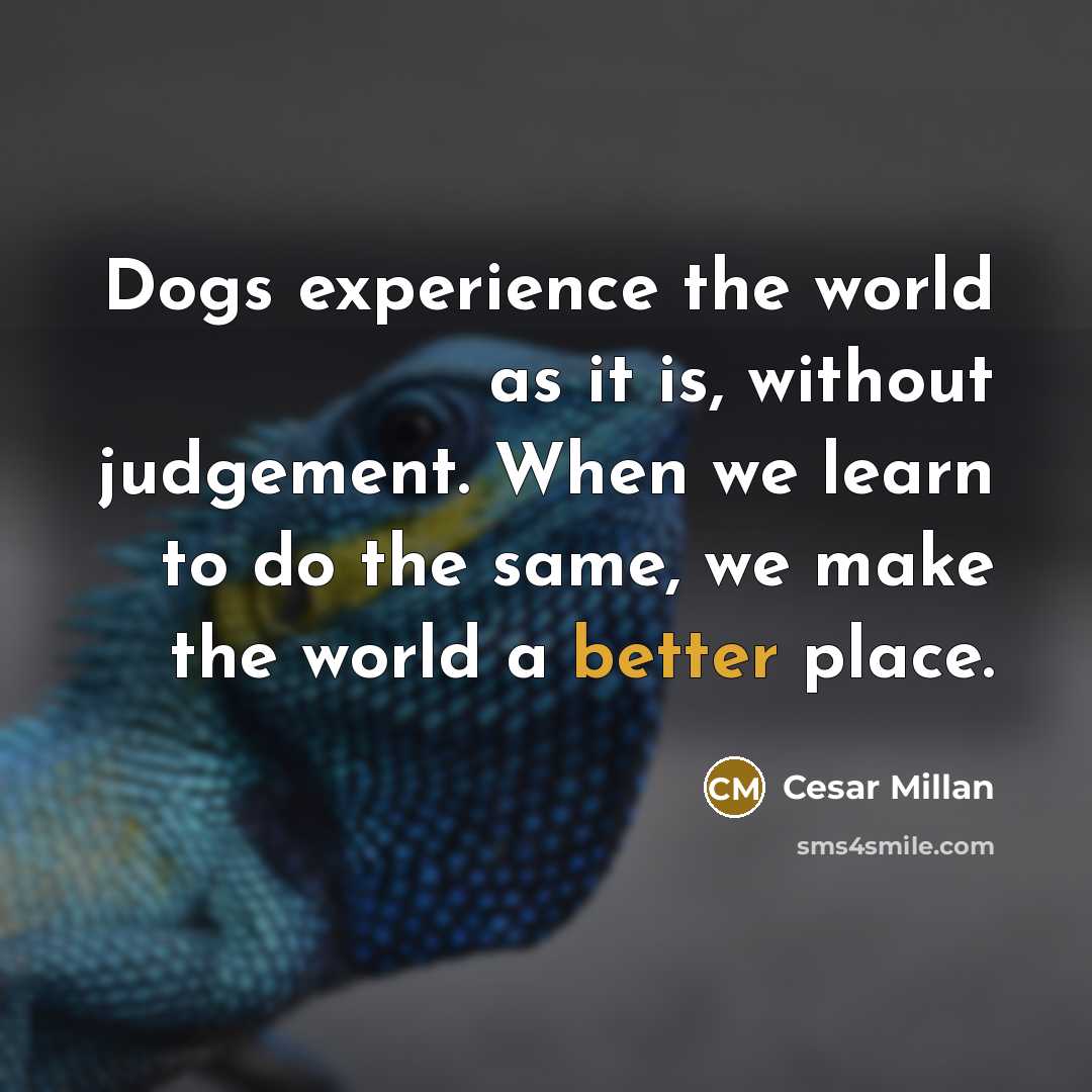 “Dogs experience the world as it is, without judgement. When we learn to do the same, we make the world a better place.” quote by Cesar Millan