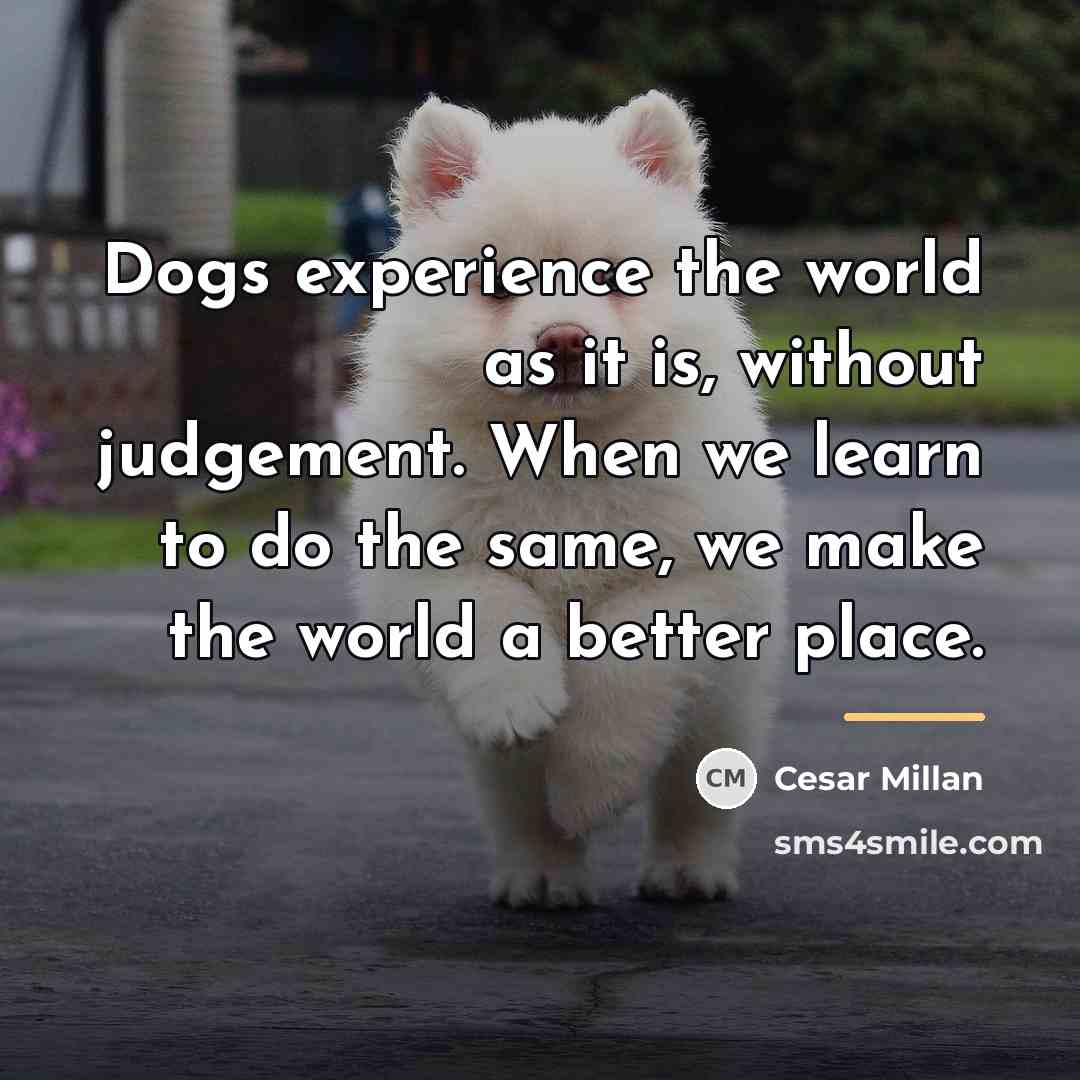 “Dogs experience the world as it is, without judgement. When…” quote by Cesar Millan