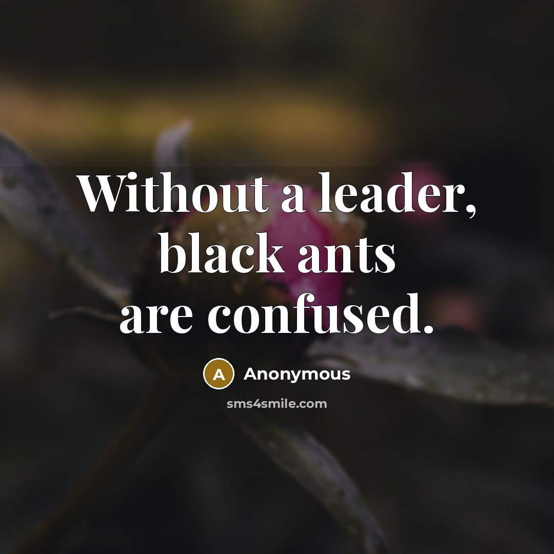 “Without a leader, black ants are confused.” quote by Anonymous