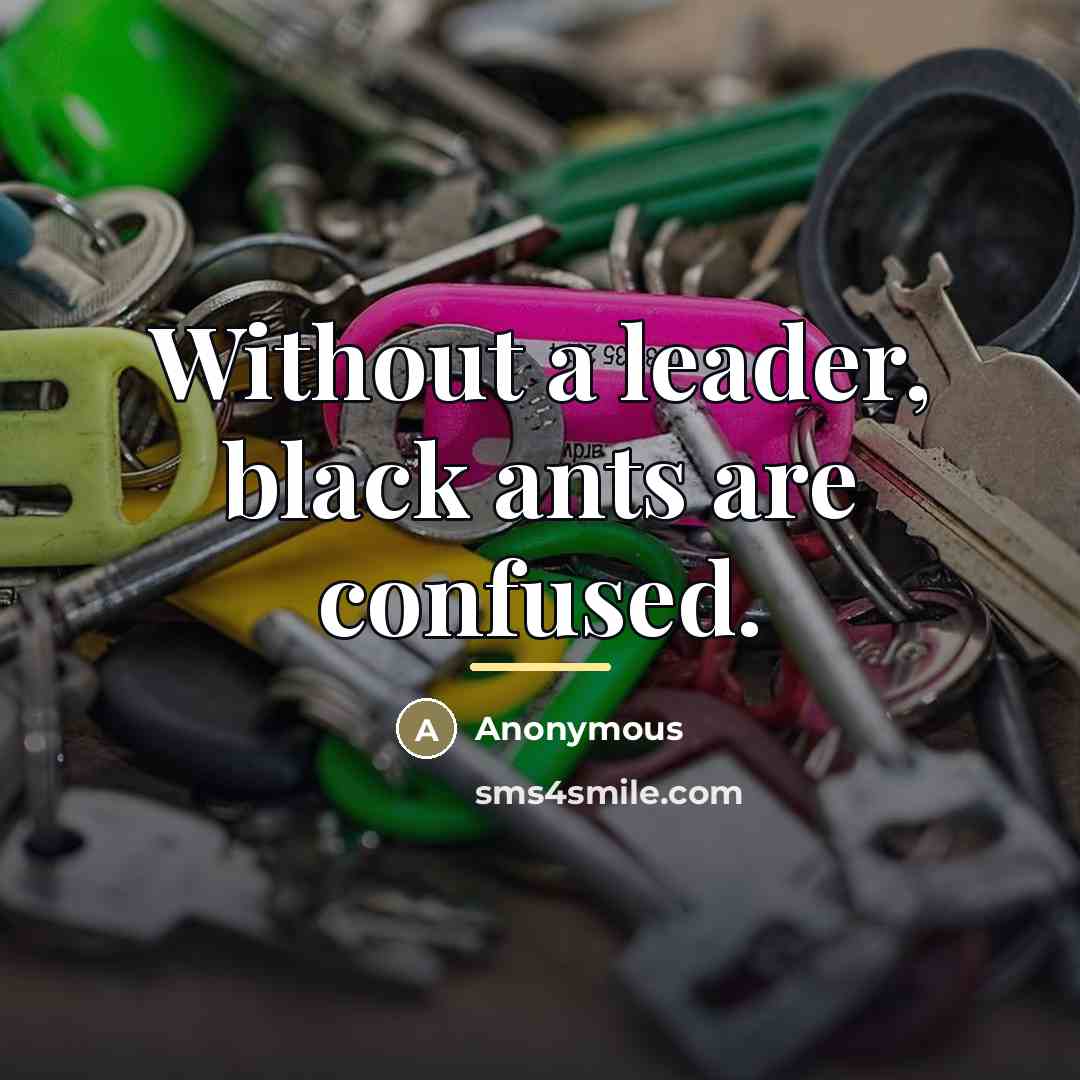 “Without a leader, black ants are confused.…” quote by Anonymous