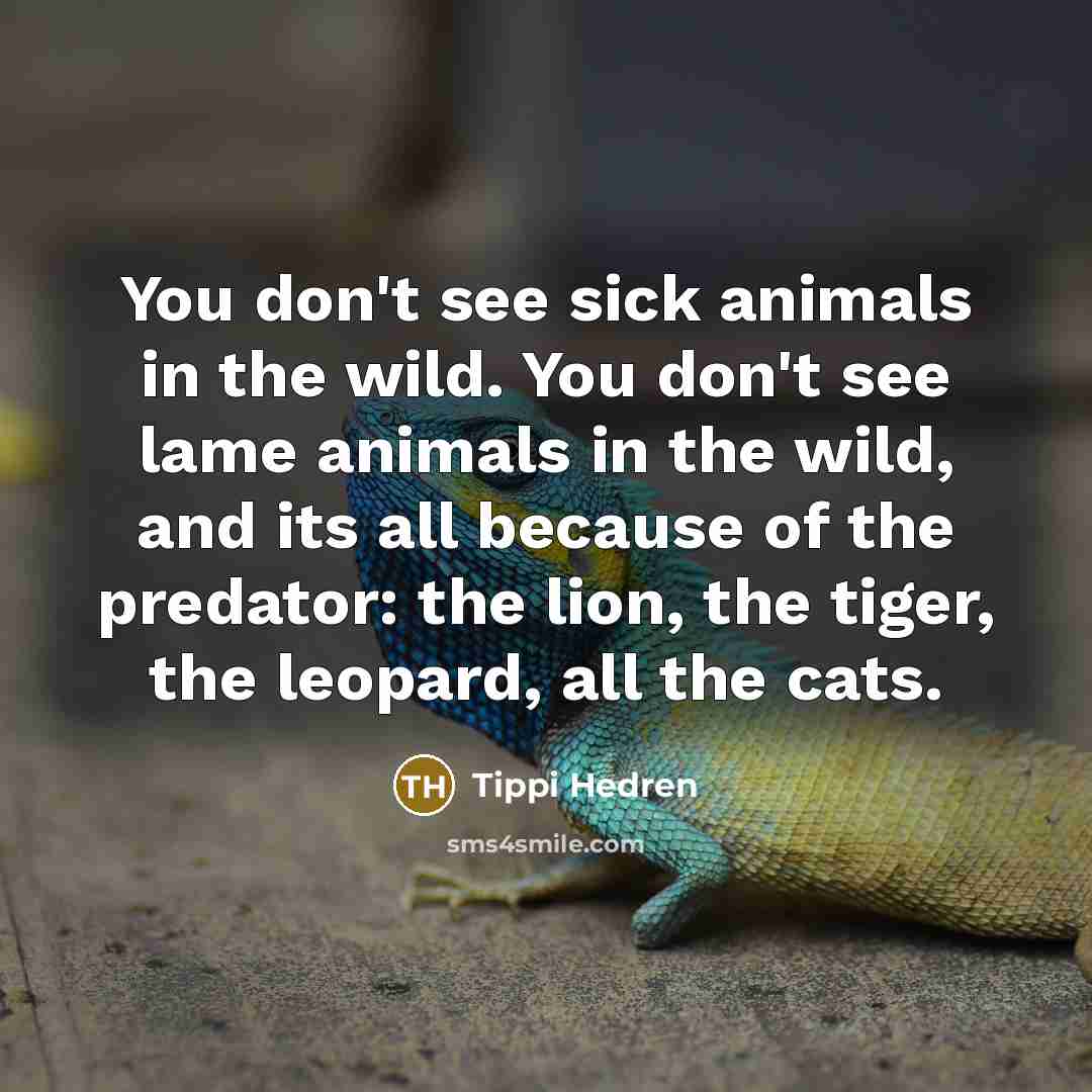 “You don't see sick animals in the wild. You don't…” quote by Tippi Hedren