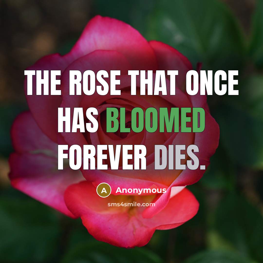 “The rose that once has bloomed forever dies.” quote by Anonymous