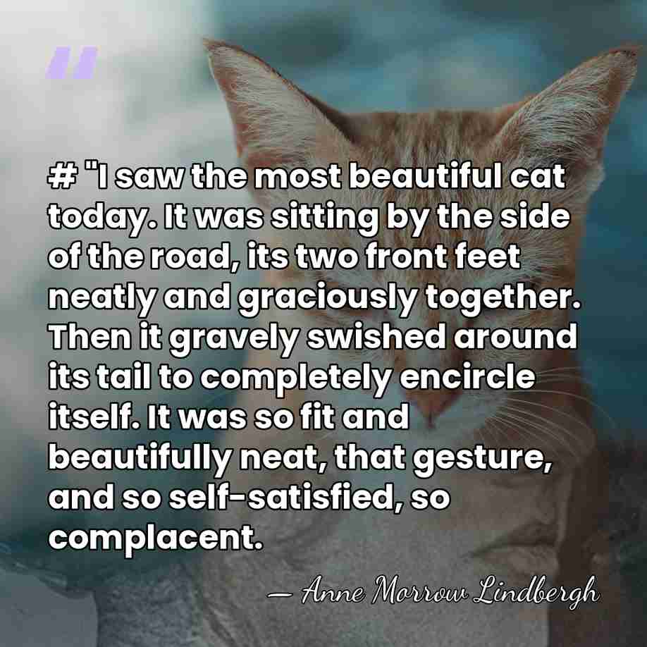 # "I saw the most beautiful cat today. It was sitting by&hellip; - Anne Morrow Lindbergh