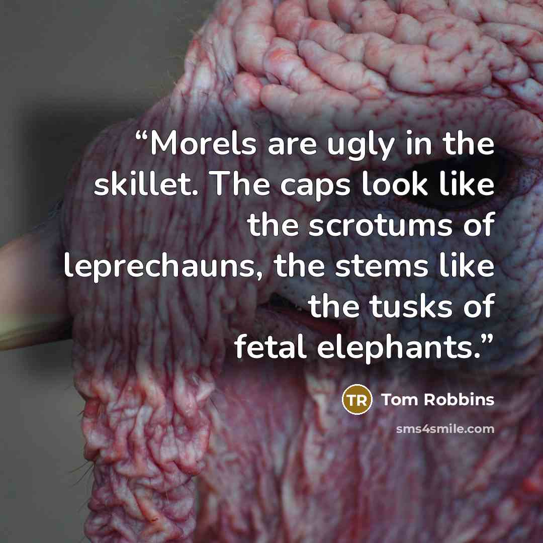 “Morels are ugly in the skillet. The caps look like the scrotums of leprechauns, the stems like the tusks of fetal elephants.” quote by Tom Robbins