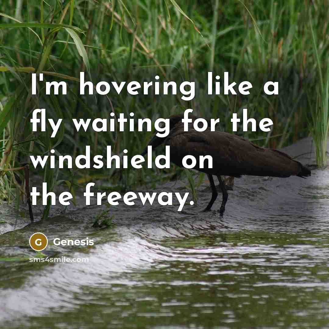 “I'm hovering like a fly waiting for the windshield on…” quote by Genesis