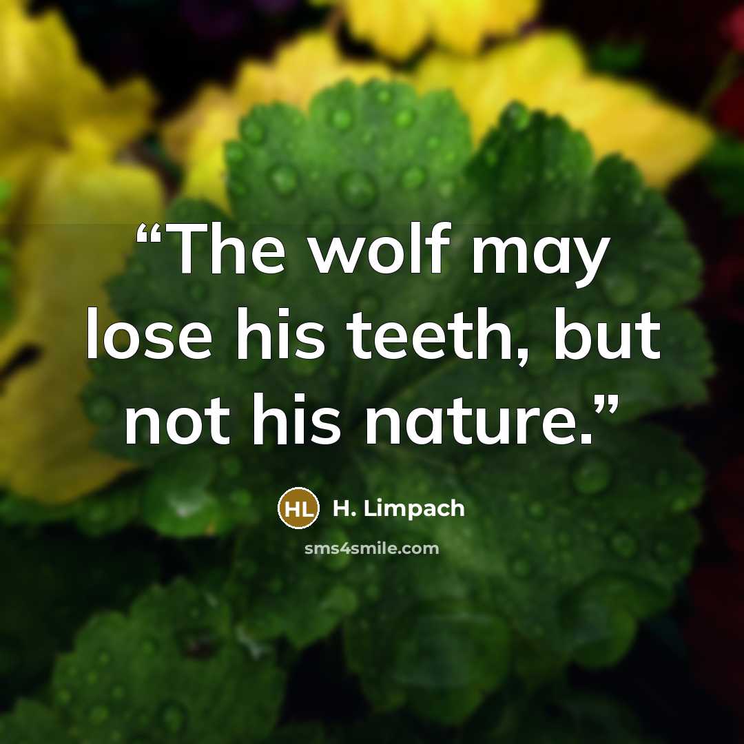 “The wolf may lose his teeth, but not his nature.” quote by H. Limpach