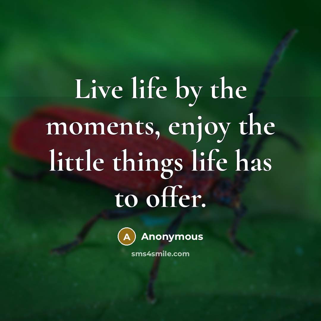 “Live life by the moments, enjoy the little things life…” quote by Anonymous