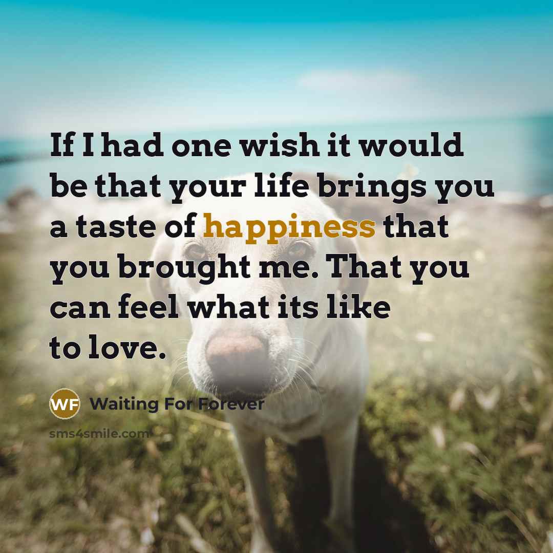 “If I had one wish it would be that your life brings you a taste of happiness that you brought me. That you can feel what its like to love.” quote by Waiting For Forever