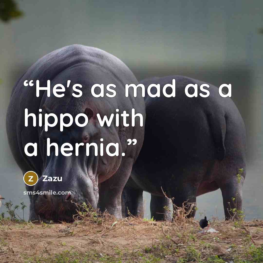 “He's as mad as a hippo with a hernia.” quote by Zazu
