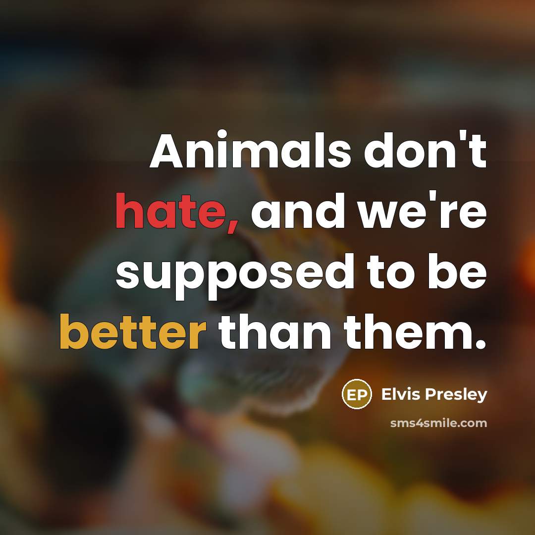 “Animals don't hate, and we're supposed to be better than…” quote by Elvis Presley