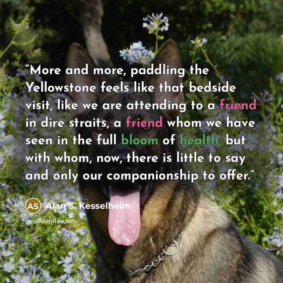 “More and more, paddling the Yellowstone feels like that bedside visit, like we are attending to a friend in dire straits, a friend whom we have seen in the full bloom of health, but with whom, now, there is little to say and only our companionship to offer.” quote by Alan S. Kesselheim