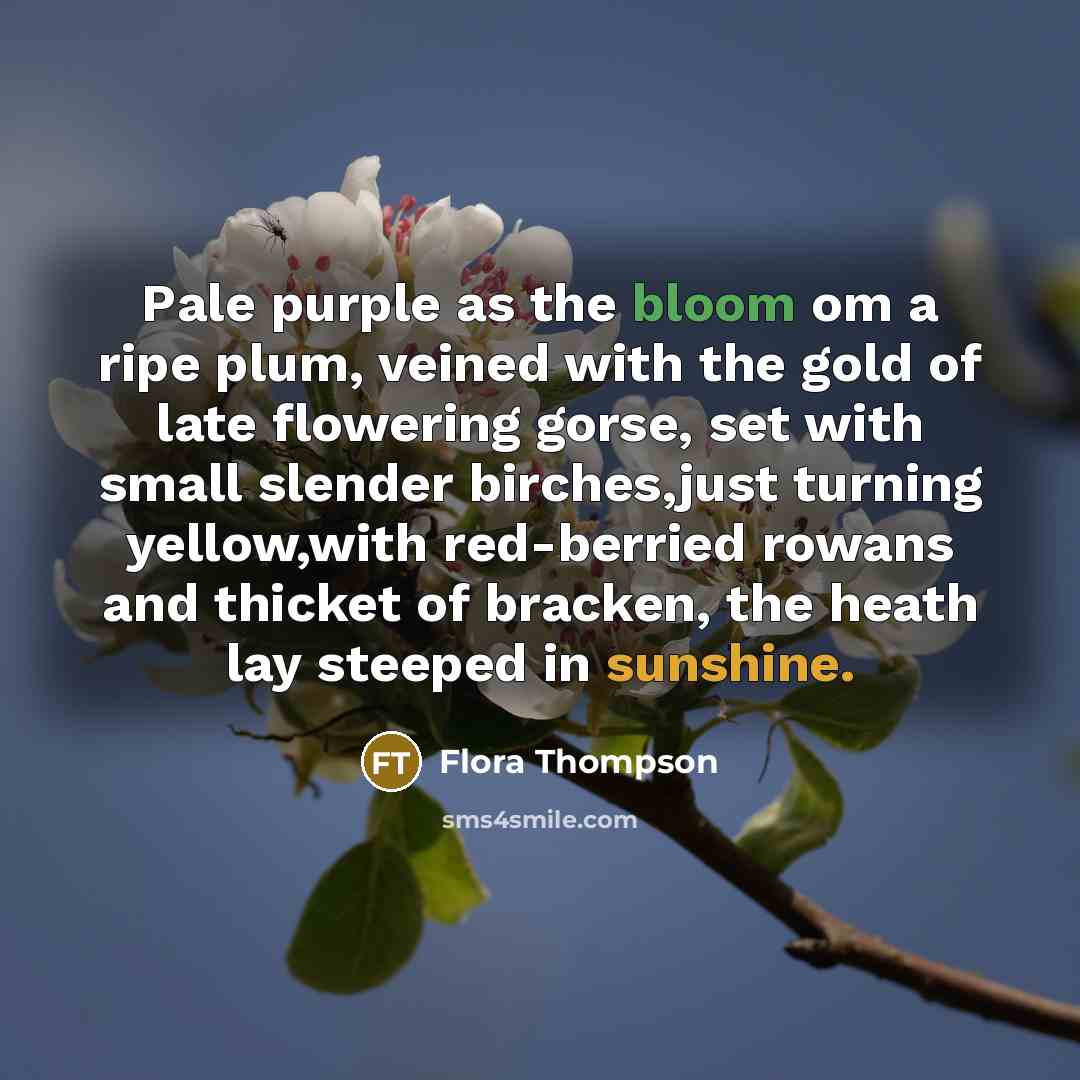 “Pale purple as the bloom om a ripe plum, veined with the gold of late flowering gorse, set with small slender birches,just turning yellow,with red-berried rowans and thicket of bracken, the heath lay steeped in sunshine.” quote by Flora Thompson