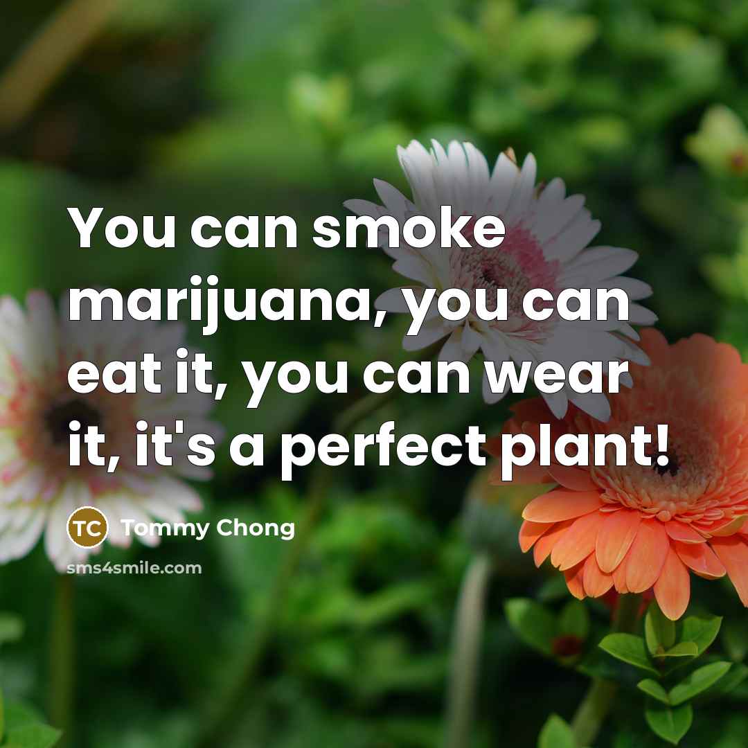 “You can smoke marijuana, you can eat it, you can…” quote by Tommy Chong