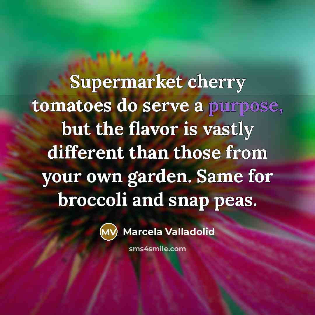 “Supermarket cherry tomatoes do serve a purpose, but the flavor…” quote by Marcela Valladolid