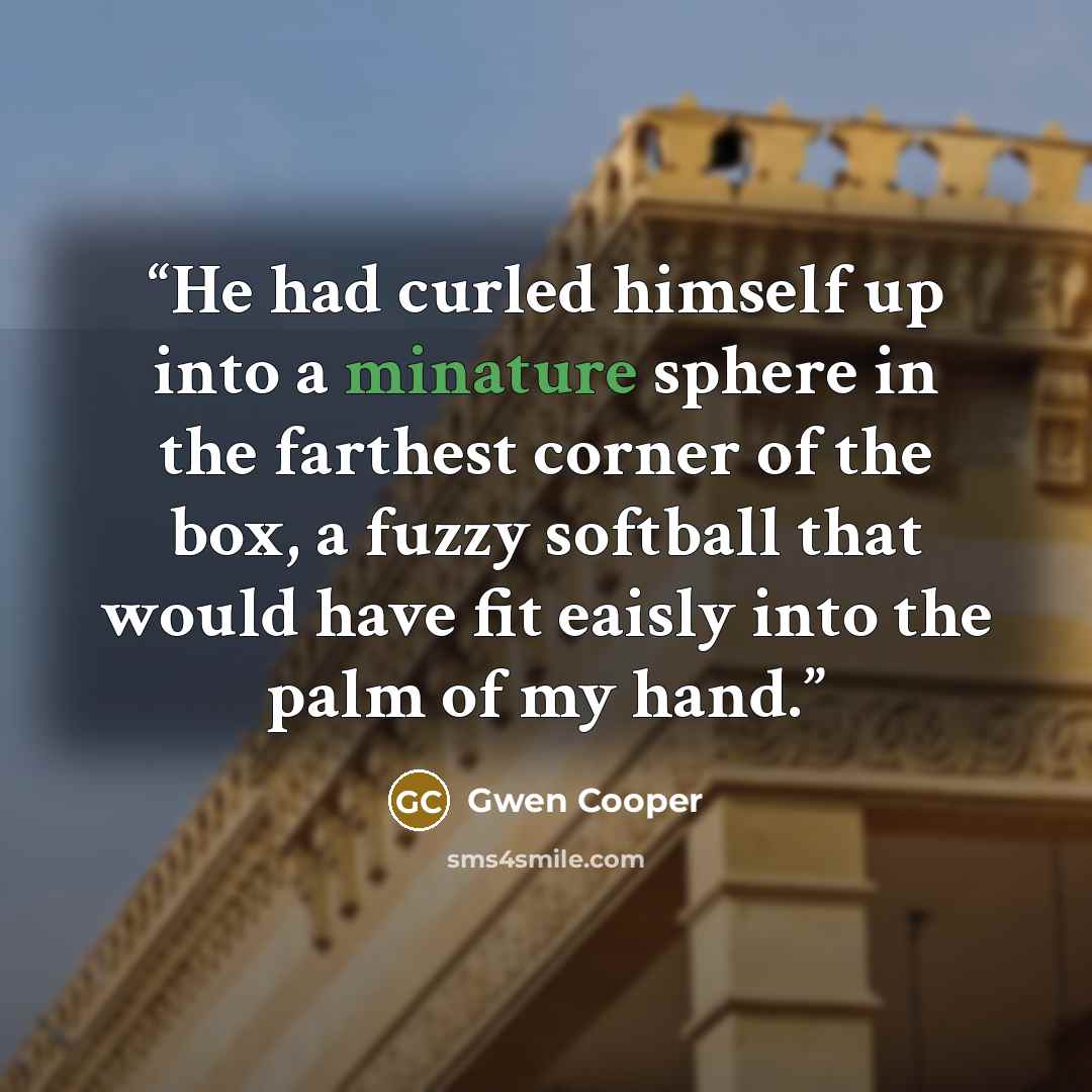 “He had curled himself up into a minature sphere in the farthest corner of the box, a fuzzy softball that would have fit eaisly into the palm of my hand.” quote by Gwen Cooper