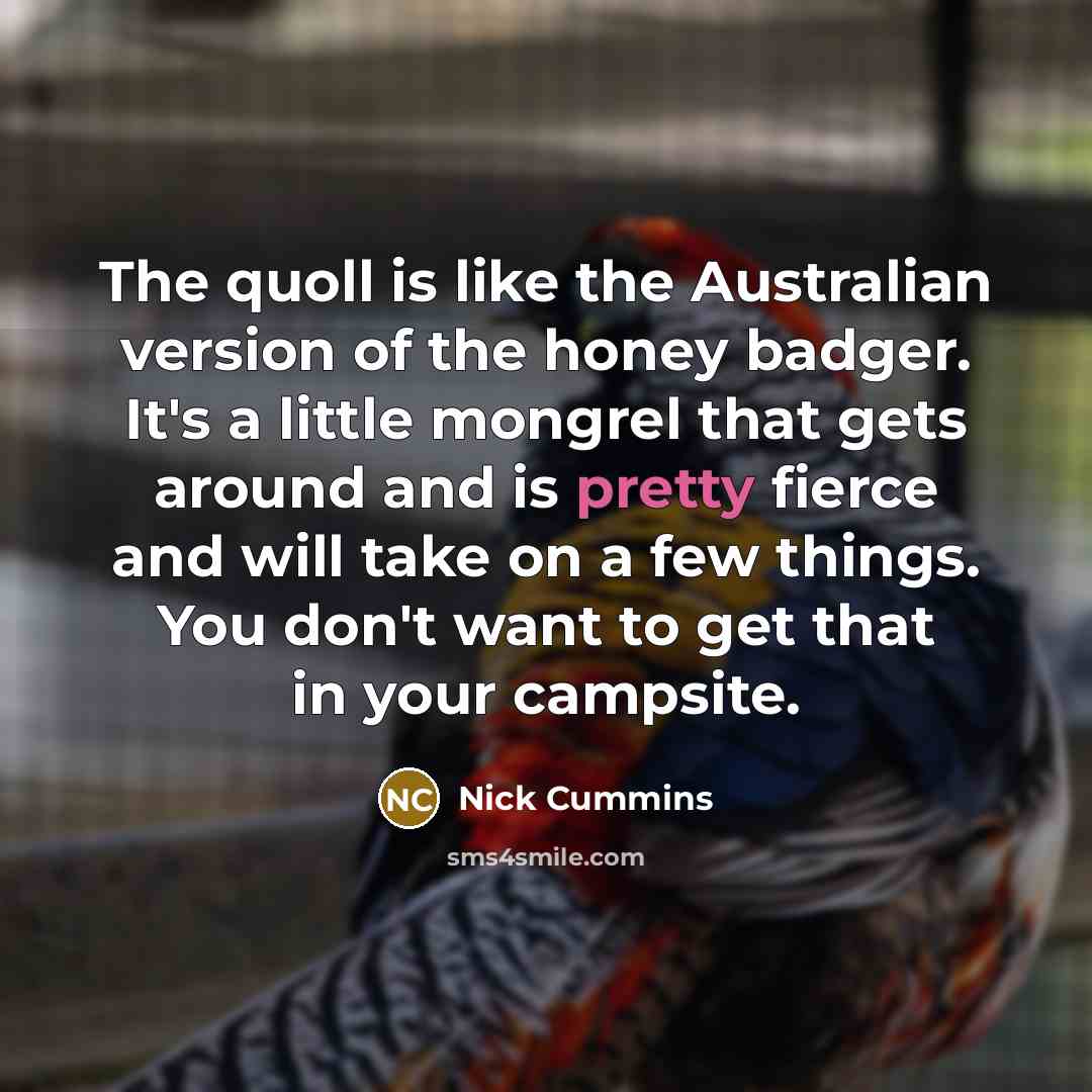 “The quoll is like the Australian version of the honey badger. It's a little mongrel that gets around and is pretty fierce and will take on a few things. You don't want to get that in your campsite.” quote by Nick Cummins