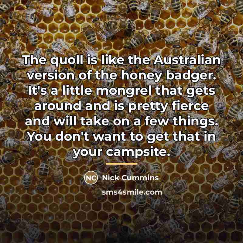 “The quoll is like the Australian version of the honey…” quote by Nick Cummins