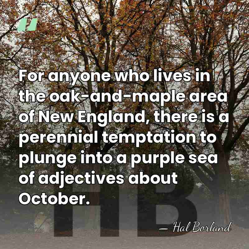 For anyone who lives in the oak-and-maple area of New England, there&hellip; - Hal Borland