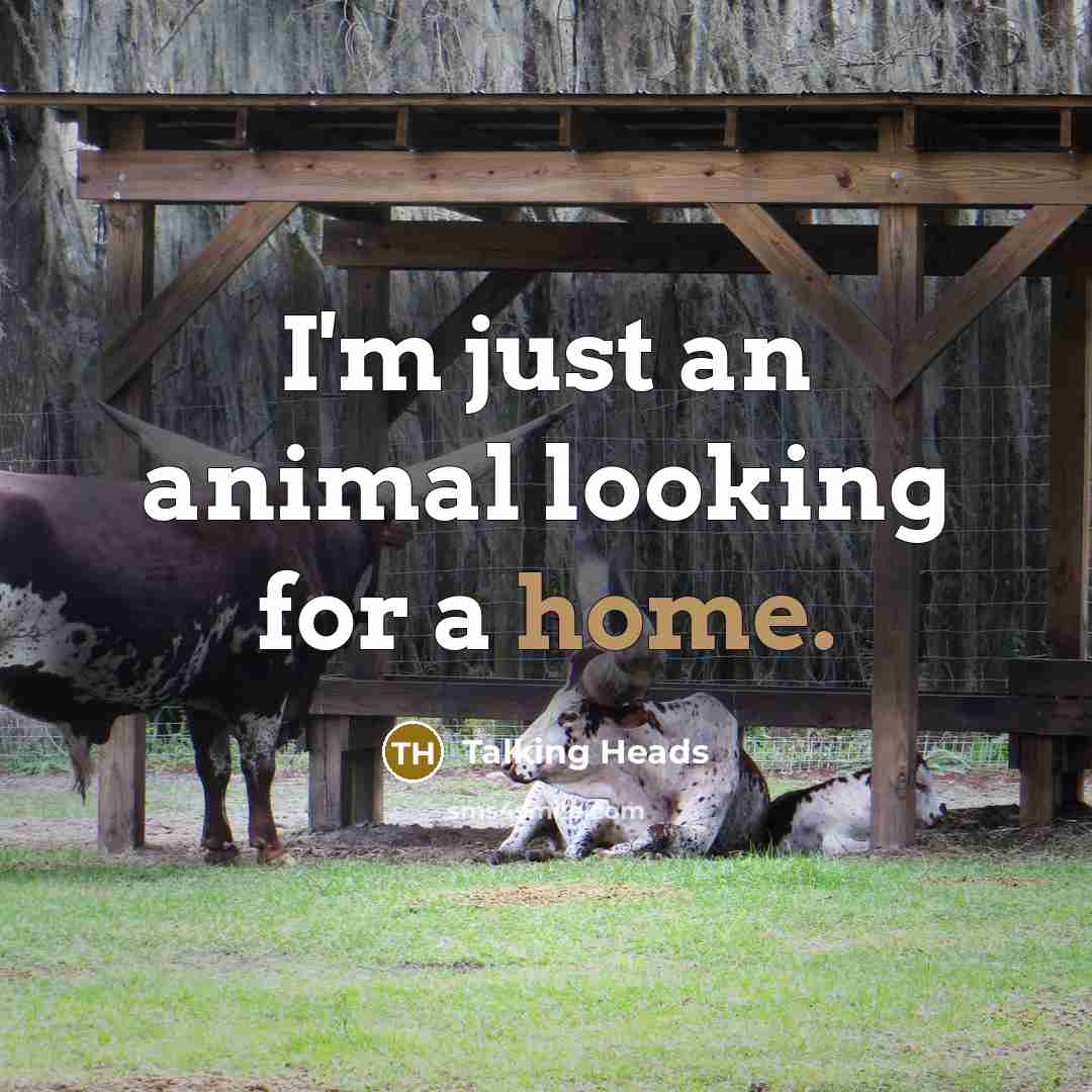 “I'm just an animal looking for a home.…” quote by Talking Heads