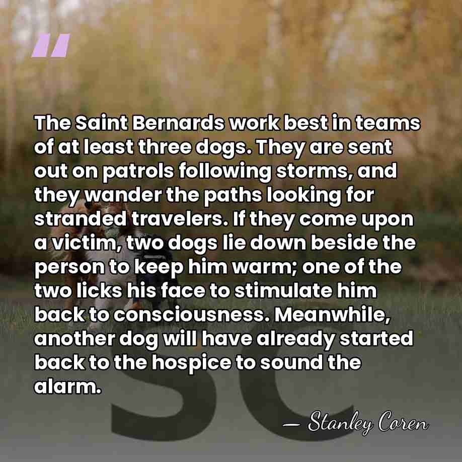 The Saint Bernards work best in teams of at least three dogs.&hellip; - Stanley Coren