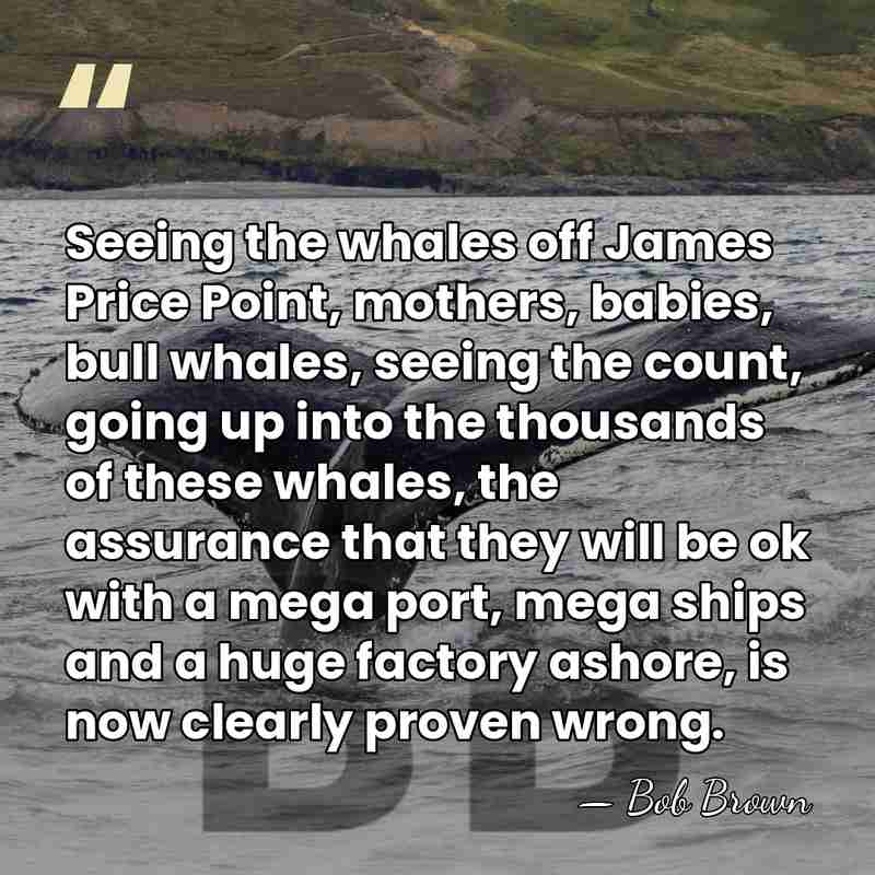 Seeing the whales off James Price Point, mothers, babies, bull whales, seeing&hellip; - Bob Brown