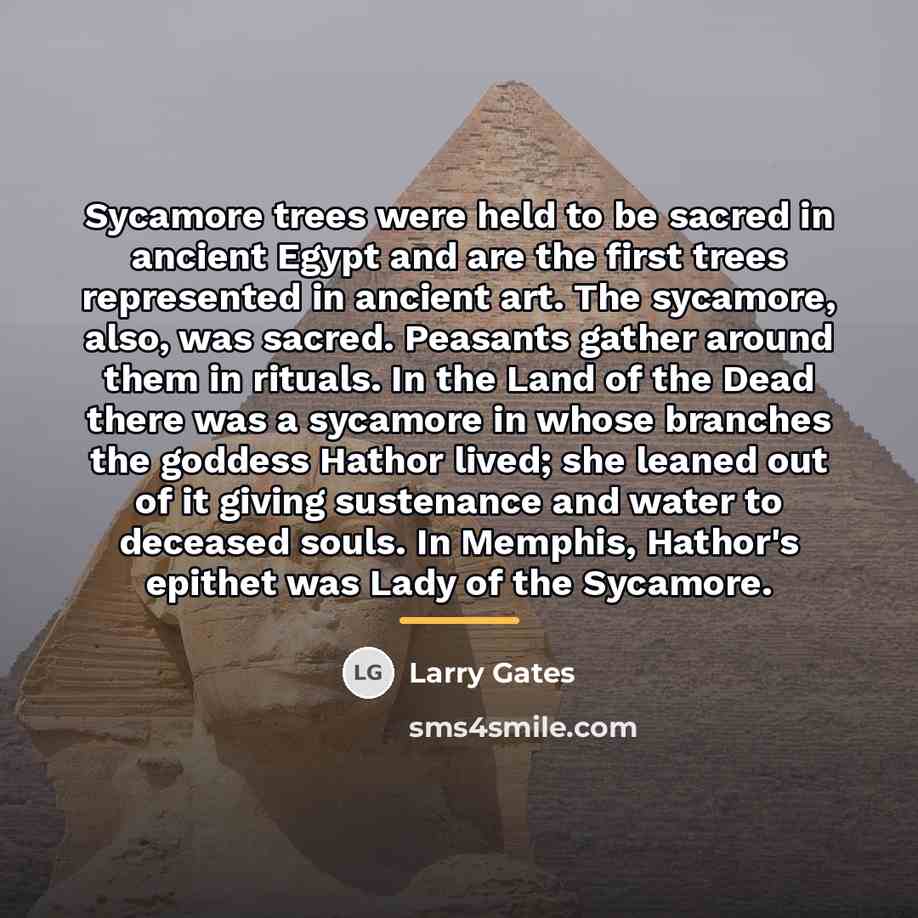 “Sycamore trees were held to be sacred in ancient Egypt…” quote by Larry Gates