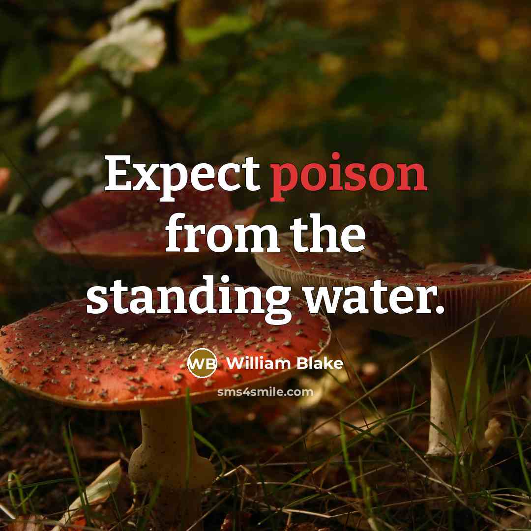 “Expect poison from the standing water.” quote by William Blake