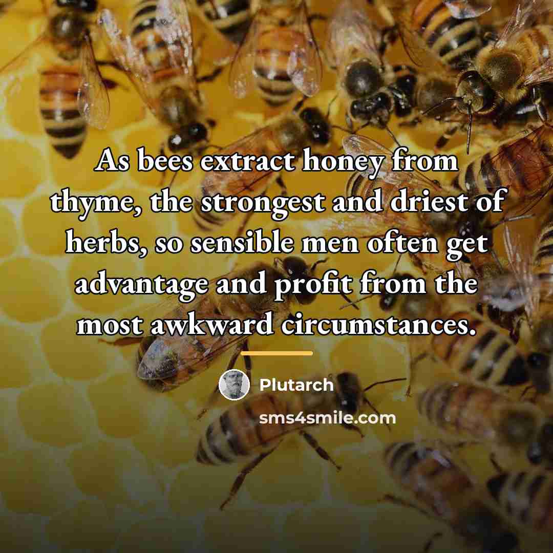 “As bees extract honey from thyme, the strongest and driest…” quote by Plutarch