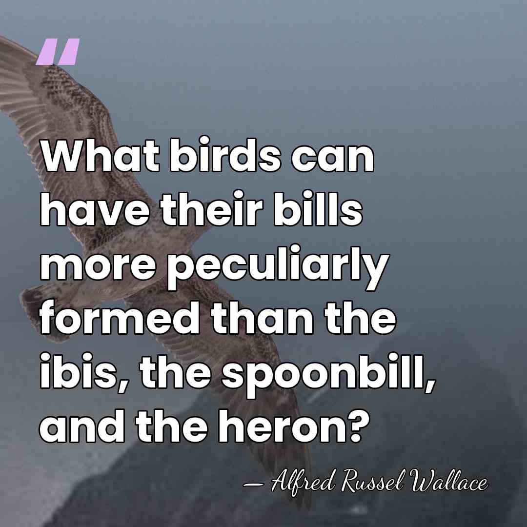 What birds can have their bills more peculiarly formed than the ibis,&hellip; - Alfred Russel Wallace
