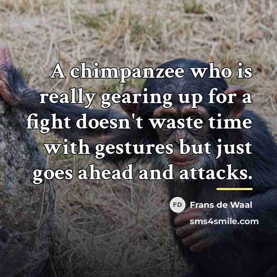“A chimpanzee who is really gearing up for a fight…” quote by Frans de Waal