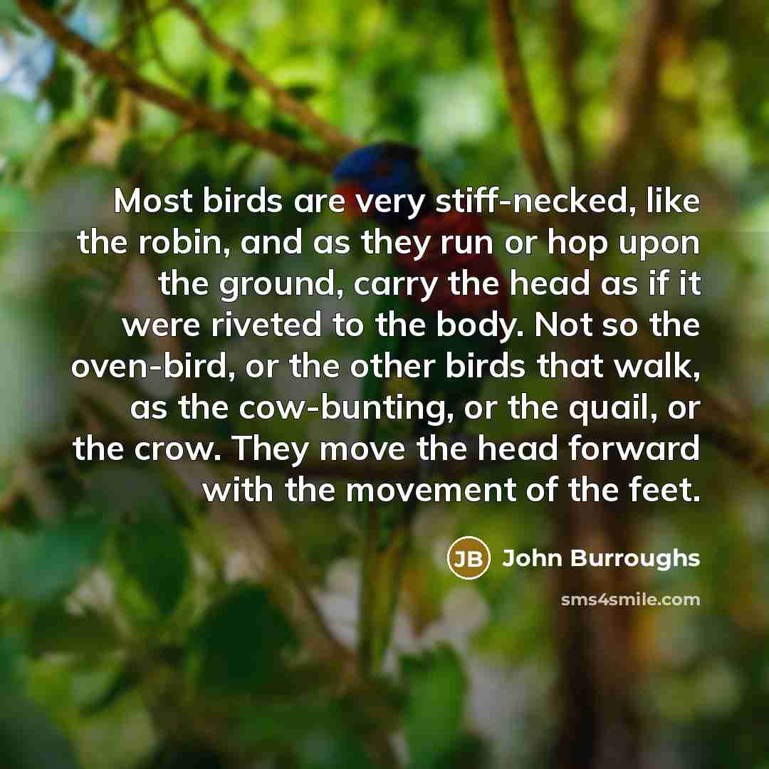 “Most birds are very stiff-necked, like the robin, and as they run or hop upon the ground, carry the head as if it were riveted to the body. Not so the oven-bird, or the other birds that walk, as the cow-bunting, or the quail, or the crow. They move the head forward with the movement of the feet.” quote by John Burroughs