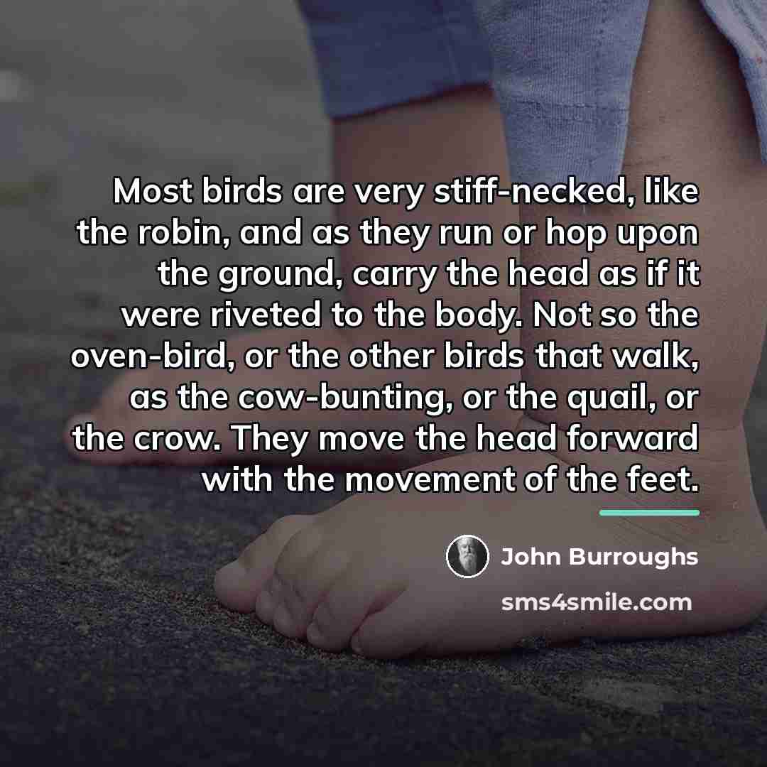 “Most birds are very stiff-necked, like the robin, and as…” quote by John Burroughs