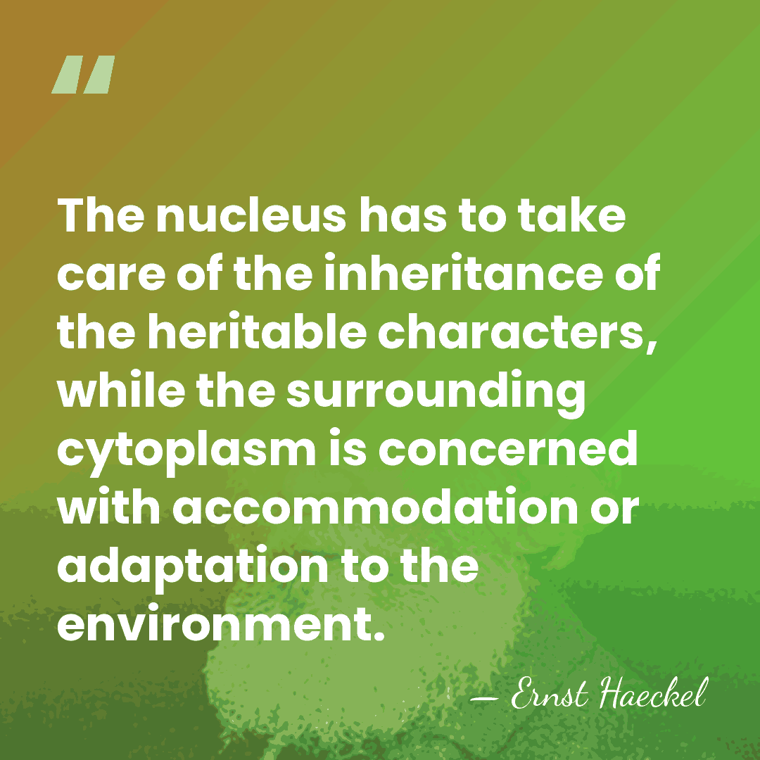 The nucleus has to take care of the inheritance of the heritable&hellip; - Ernst Haeckel