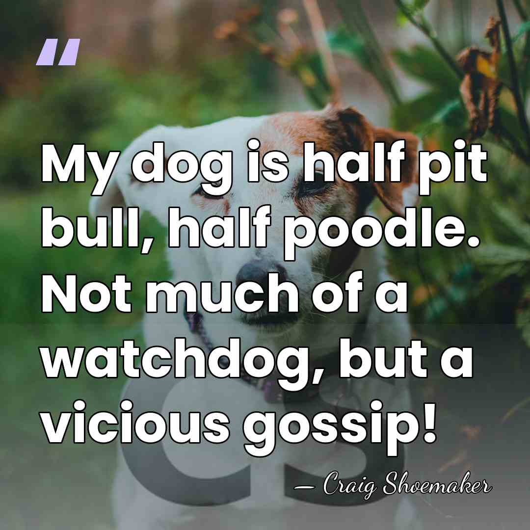 My dog is half pit bull, half poodle. Not much of a&hellip; - Craig Shoemaker