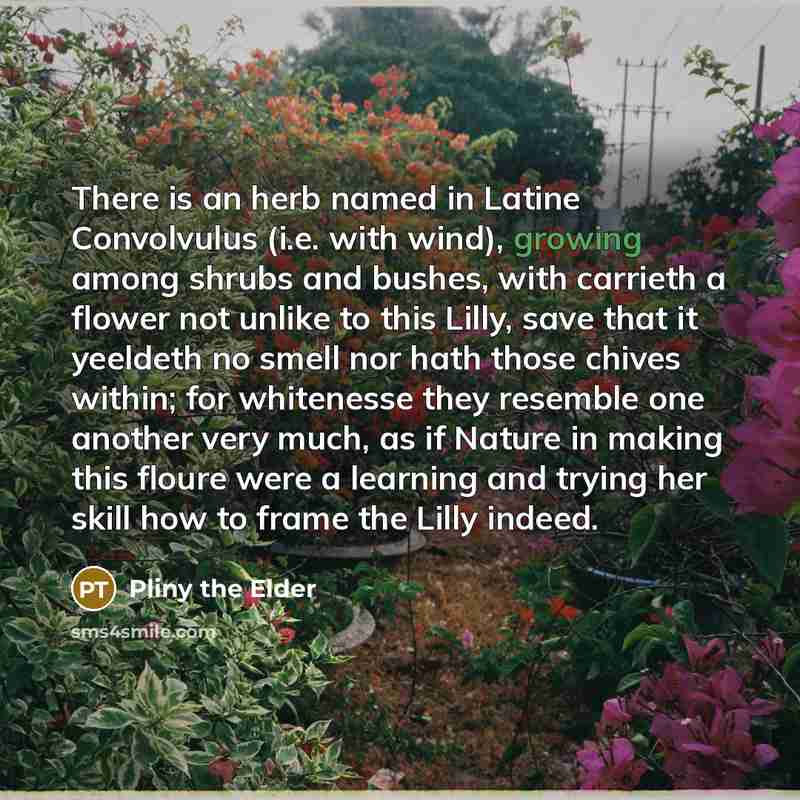 “There is an herb named in Latine Convolvulus (i.e. with…” quote by Pliny the Elder