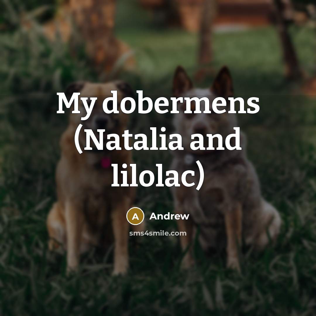 “My dobermens (Natalia and lilolac)…” quote by Andrew
